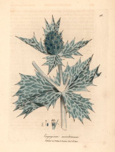Mavi çiçekli deniz kutsal veya eryngo, Eryngium maritinum, William Woodville