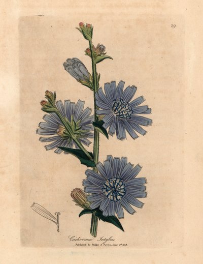William Woodville