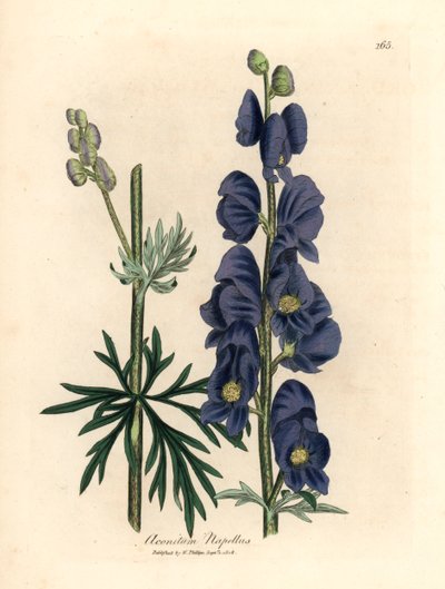 William Woodville
