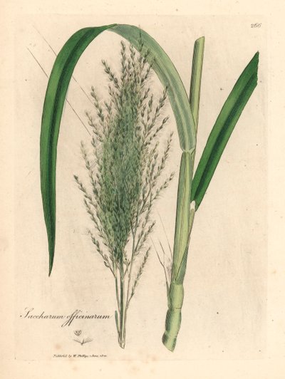 Ortak şeker kamışı, Saccharum officinarum, William Woodville'den James Sowerby ve Sir William Jackson Hooker'ın "Tıbbi Botanik" 1832 (el renkli bakır levha gravürü) tarafından yapılan botanik bir illüstrasyondan by James (after) Sowerby