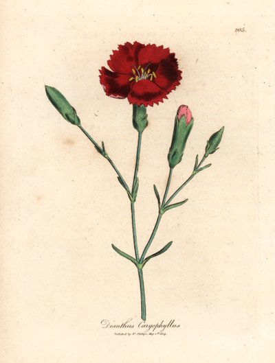 Kızıl karanfil, karanfil pembesi, Dianthus caryophyllus, William Woodville