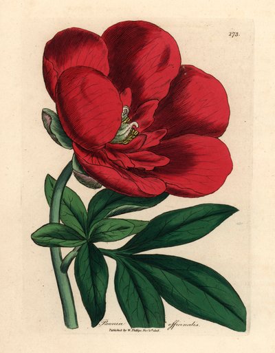 Kızıl şakayık, Paeonia officinalis, William Woodville