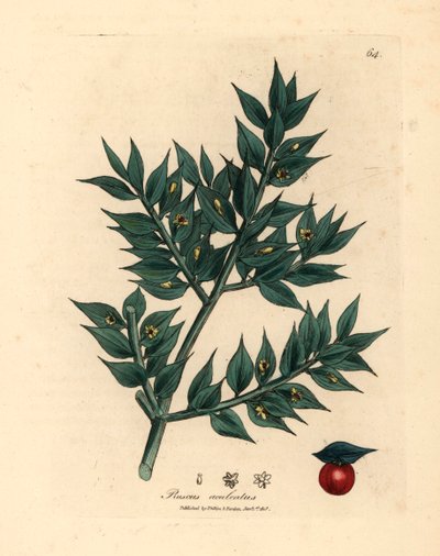 Yeşil çiçekli kasap süpürgesi, Ruscus aculeatus, William Woodville