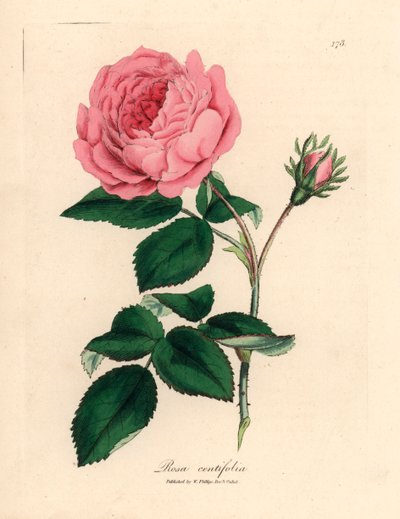 Büyük pembe yüz yapraklı gül, Rosa centifolia, William Woodville