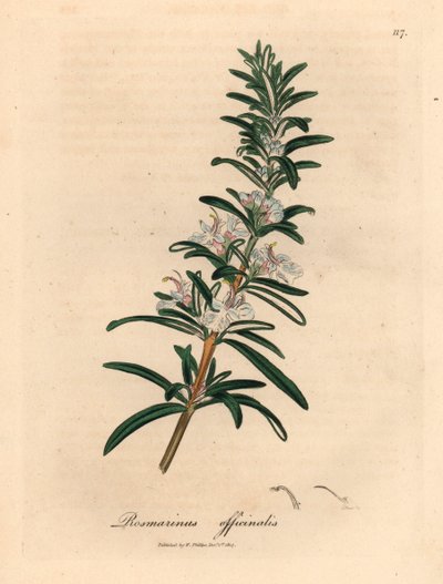 Açık mavi çiçekli biberiye, Rosmarinus officinalis, William Woodville