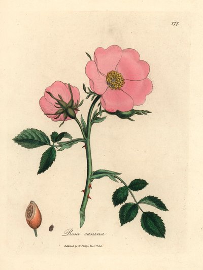 William Woodville