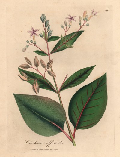 Pembe çiçekli Peru kabuğu ağacı, Cinchona officinalis, William Woodville