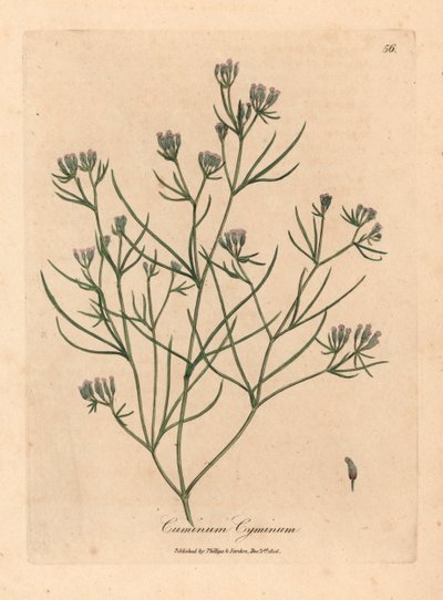 Pembe çiçekli kimyon, Cuminum cyminum, William Woodville