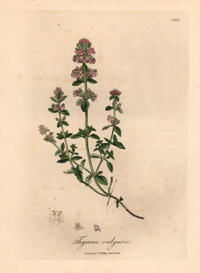 Pembe çiçekli bahçe kekiği, Thymus vulgaris, William Woodville