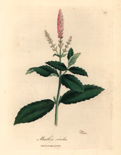 Pembe çiçekli nane, Mentha viridis, William Woodville
