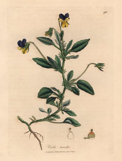 Mor ve sarı hercai menekşe, Viola üç renkli, William Woodville