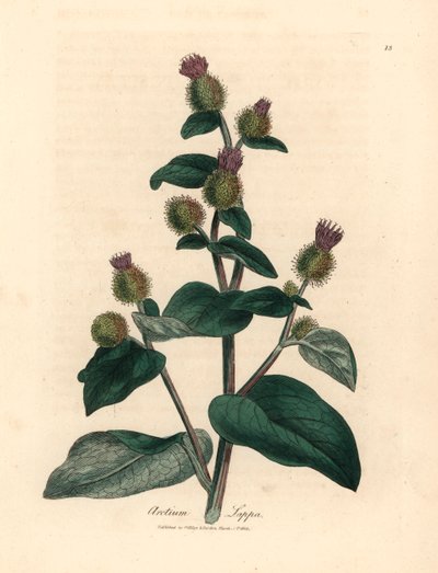 Mor çiçekli dulavratotu, Arctium lappa, William Woodville