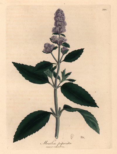 Mor çiçekli nane, Mentha piperita, William Woodville