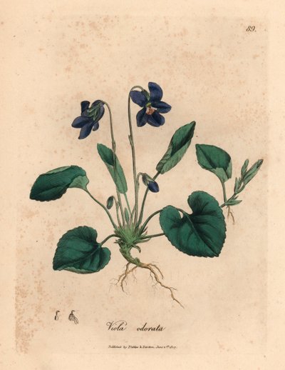 Mor çiçekli tatlı menekşe, Viola odorata, William Woodville