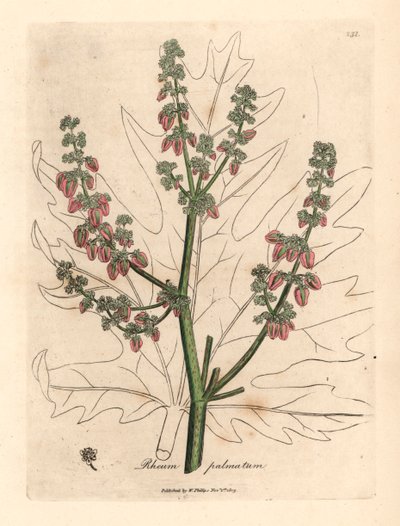 Rubarb çiçekleri ve sapı, yaprak anahatları, Rheum palmatum, William Woodville