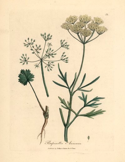 Beyaz çiçekli anason, Pimpinella anisum, William Woodville