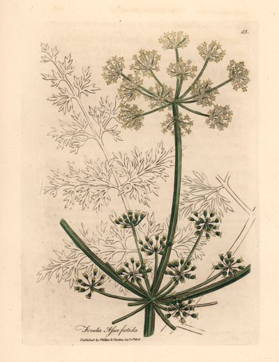 Beyaz çiçekli devasa rezene veya asafetida, Ferula assafoetida, William Woodville