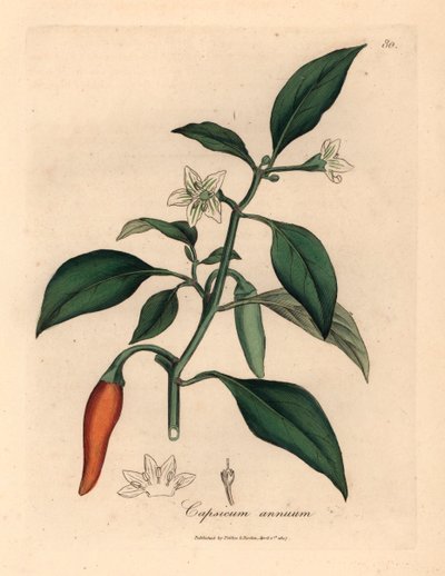 Beyaz çiçekli, kırmızı gine biberi, Capsicum annuum, William Woodville