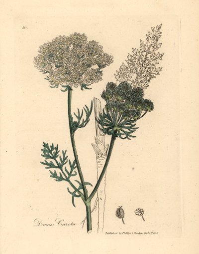 Beyaz çiçekli yabani havuç bitkisi, Daucus carota, William Woodville