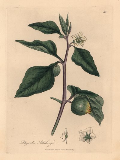 Beyaz çiçekli kış kirazı, Physalis alkekengi, William Woodville