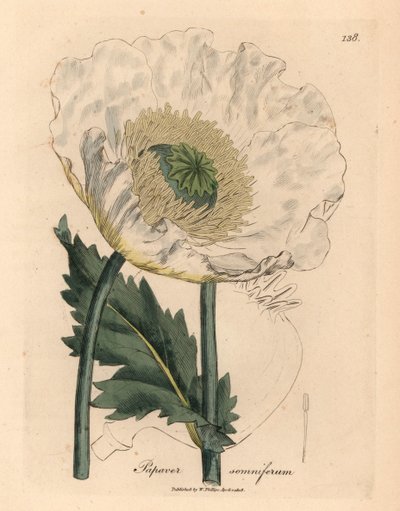 Beyaz haşhaş, Papaver somniferum, William Woodville