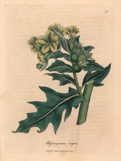 Sarı çiçekli siyah henbane, Hyoscyamus niger, William Woodville