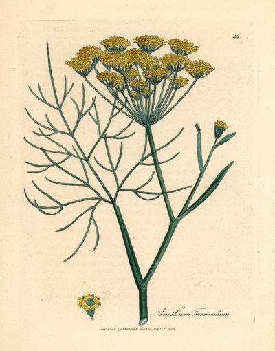 Sarı çiçekli rezene, Anethum foeniculum, William Woodville