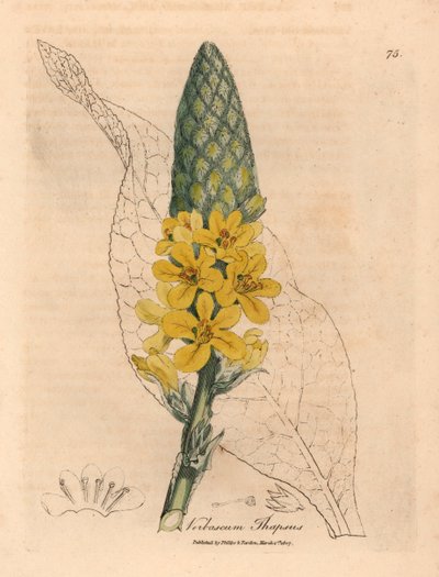 Sarı çiçekli büyük geniş yapraklı sığırkuyruğu, Verbascum thapsus, William Woodville