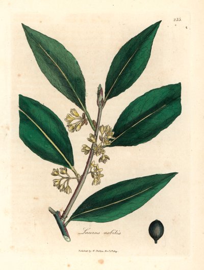 Sarı çiçekli tatlı defne yaprakları, Laurus nobilis, William Woodville