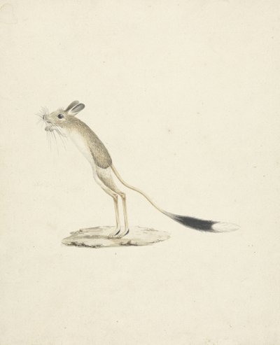 Jerboa No. 4 (kağıt üzerinde grafit üzeri wc) by James 1730 94 Bruce