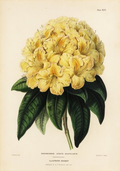 Altın ormangülü, Rhodendron aureum by James Andrews