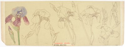 Botanik Çalışmaları, 1900-30 (kağıt üzerinde wc) by James Atherton