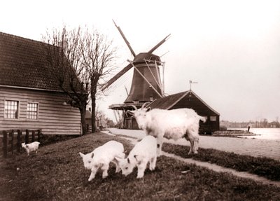 Keçiler, Laandam, Hollanda, 1898. by James Batkin