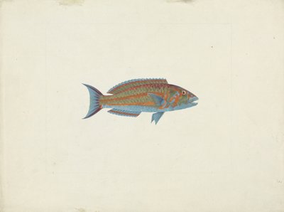 Bir Balık, El Hudderi Imbo (kağıt üzerine grafit üzerine guaj boya) by James Bruce