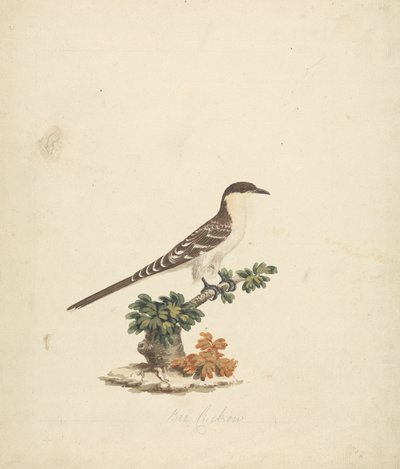 guguk arısı by James Bruce