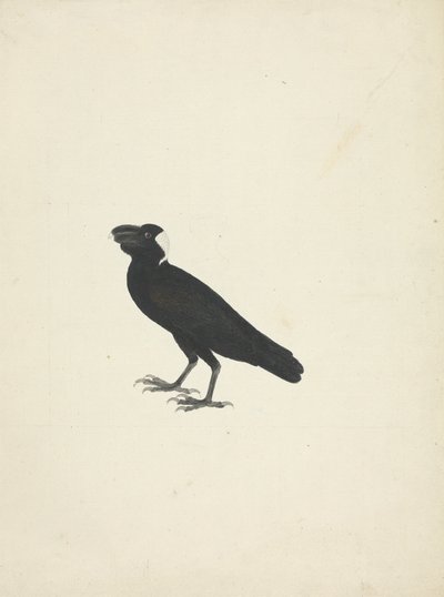 Corvs crassirostris (Kalın Gagalı Kuzgun) by James Bruce