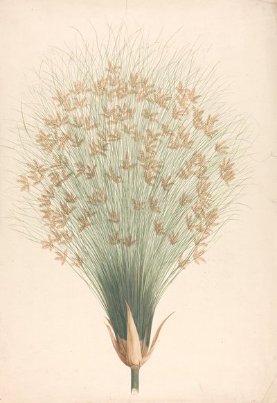 Cyperus papyrus L. (Papyrus Saz): çiçeklenme çizimi tamamlandı by James Bruce