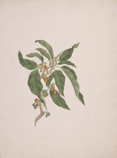 Discopodium penninervium Hochst. : çizim tamamlandı by James Bruce