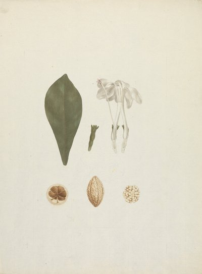 Gardenya ternifolia Schum.& Thonn. (Jovis-Tonantis): ek meyve detaylarıyla tamamlanmış çizim by James Bruce