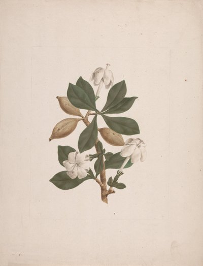 Gardenya ternifolia Schum.& Thonn. (Vahşi Gardenya): bitmiş çizim by James Bruce