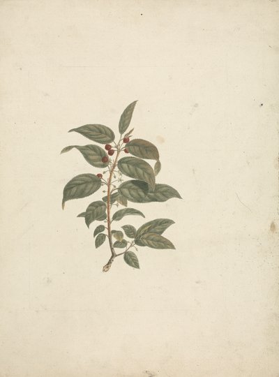 Rhamnus, L'Herit'i görevlendirdi. (African Buckthorn): ayrıntılar olmadan ve meyveler eklenmiş olarak tamamlanmış çizim by James Bruce
