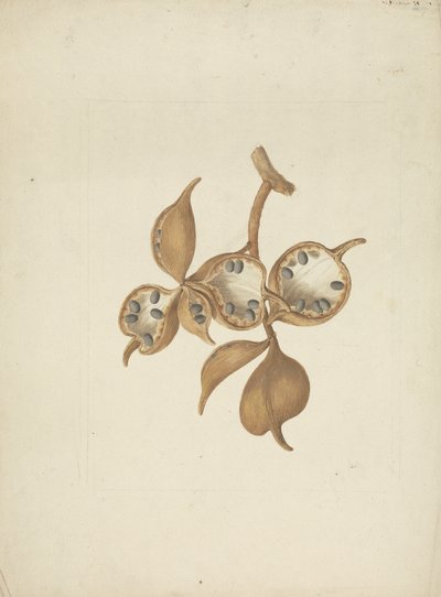 Sterculia africana (Lour.) Fiori: tohum kabukları ile gövde çizimi tamamlandı, bazıları tohumları açık gösteriyor by James Bruce