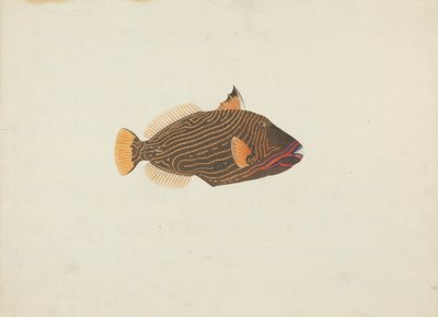 Tanımlanamayan Balık by James Bruce