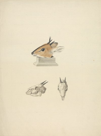 Tanımlanamayan Madoqua (Dik-dik): baş ve kafatası çalışması by James Bruce