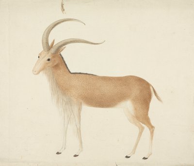 Tanımlanamayan toynaklı by James Bruce