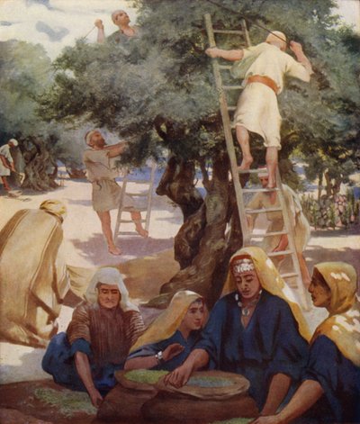 zeytin bahçesi by James Clark