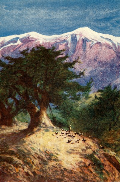 Lübnan Sedirleri - Matt. xii. 33, c1924. Yaratıcılar: James Clark, Henry A Harper. by James Clark and Henry A Harper