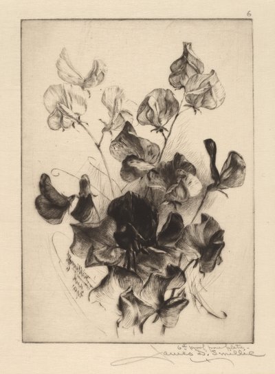 tatlı bezelye by James David Smillie