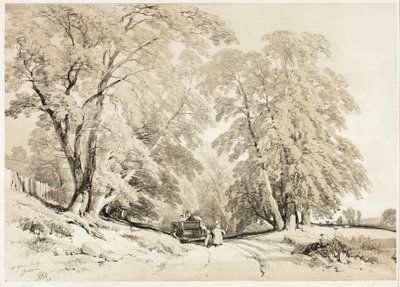 Kül, Park ve Orman