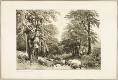 Arundale Park'taki Kayın Ağaçları, Park ve Ormandan by James Duffield Harding